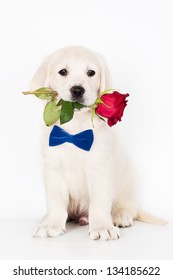 golden retriever puppy holding a rose in his mouth