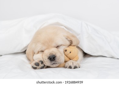 Golden Retriever Puppy Hugs Favorite Toy Bear And Sleeps Under White Warm Blanket On A Bed At Home