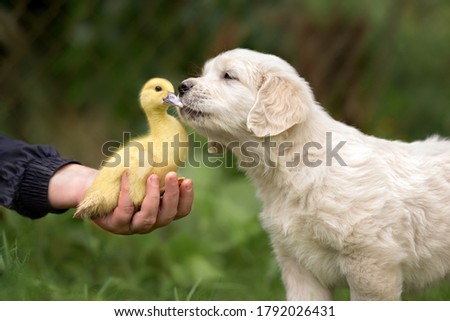 golden retriever puppy kissing a duckling outdoors in summer