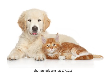 Golden Retriever Puppy And Kitten Posing On White Background. Cat And Dog Series