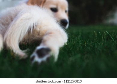 A Golden Retriever Puppy Laying On Grass. A White Puppy Laying On Her Tummy With Paws Stretched And Looking Back To Camera.