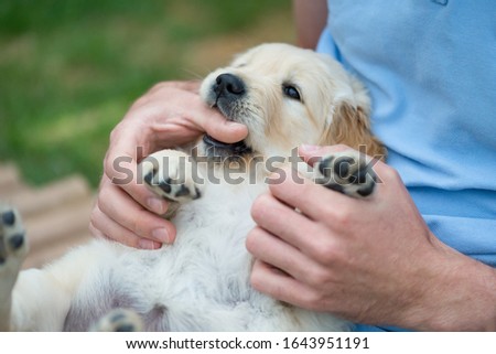 Golden Retriever puppy lies in the arms of its owner, nibbling on his hand.