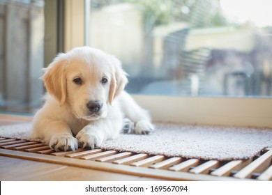 Golden Retriever Puppy In The Living Room