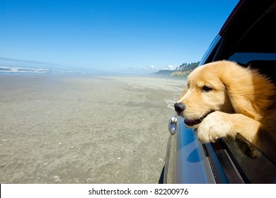 Golden Retriever puppy looking out the car window at the beach