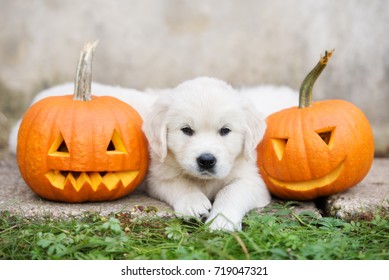 Golden Retriever Puppy Lying Down Carved Stock Photo 719047321 ...