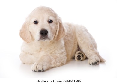 Golden Retriever Puppy Images Stock Photos Vectors Shutterstock