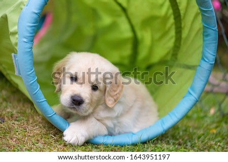Golden Retriever puppy lying outside in the garden in a play tunnel.