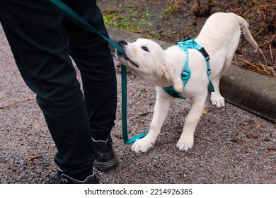 Golden Retriever Puppy Misbehaving A Walk. Dog Pulling On A Leash While Walking.