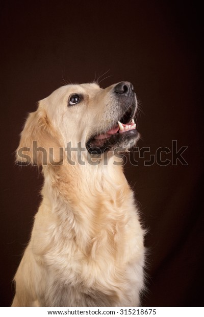 Golden Retriever Puppy On Dark Brown Stock Photo Edit Now 315218675