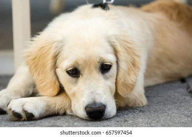 Golden Retriever Puppy On Floor. Sad Dog