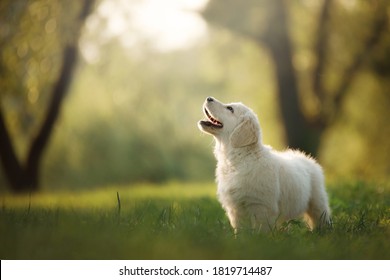 golden retriever puppy on the grass. happy dog walking in the park.  - Powered by Shutterstock