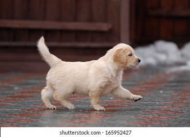 Golden Retriever Puppy On The Walk