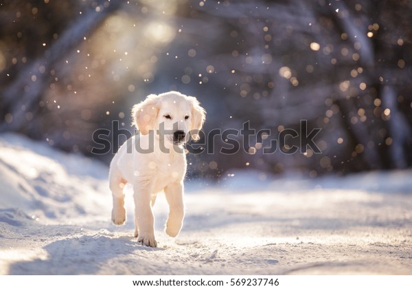 Golden Retriever Puppy Outdoor On Snow Stock Photo Edit Now