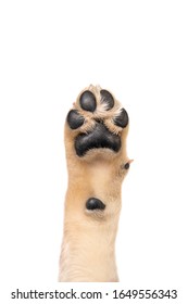 Golden retriever puppy paw isolated on white background. Flat lay copy space - Shutterstock ID 1649556343