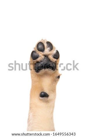 Golden retriever puppy paw isolated on white background. Flat lay copy space