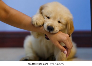 Golden retriever puppy playing and bite owner hand. - Shutterstock ID 1917262397