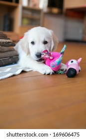 Golden Retriever Puppy Playing Inside