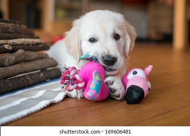 Golden Retriever Puppy Playing Inside