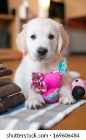 Golden Retriever Puppy Playing Inside