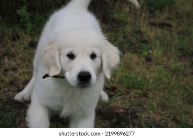 Golden Retriever Puppy Playing Outside With Stick