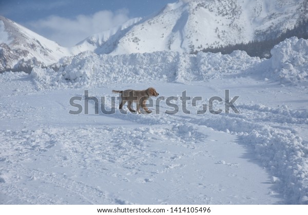 Golden Retriever Puppy Playing Snow Stock Photo Edit Now 1414105496