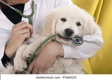 Golden Retriever Puppy Playing With A Stethoscope Vet