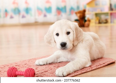 Golden Retriever Puppy Playing With Toy At Room