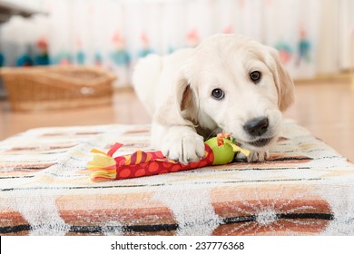 Golden Retriever Puppy Playing With Toy At Room