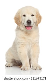 Golden Retriever Puppy. Portrait On White Background