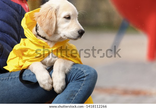 golden retriever rain jacket