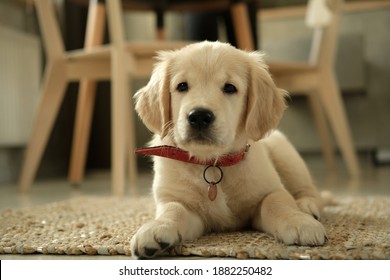 Golden Retriever Puppy. Raising A Dog At Home. Raising A Puppy In An Apartment