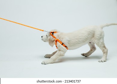 Golden Retriever Puppy Resists His Pull On The Leash