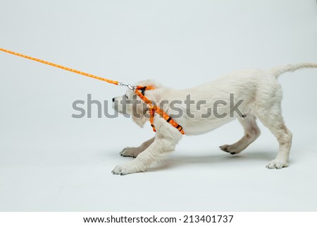 golden retriever puppy resists his pull on the leash