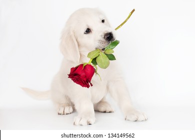 golden retriever puppy with a rose flower in his mouth