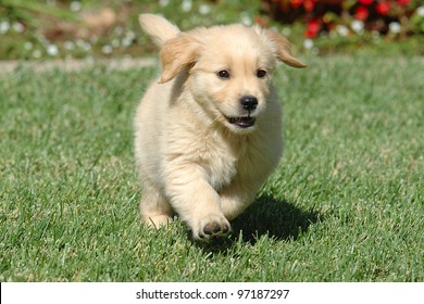 Golden Retriever Puppy Running