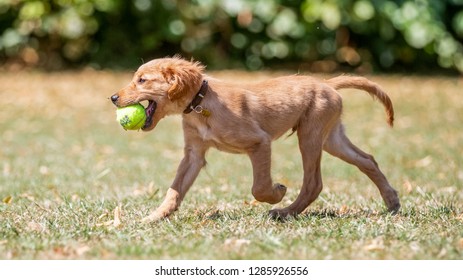 A Golden Retriever Puppy Running With A Ball Over Dry Grass On A Hot Sunny Day. From The Side.