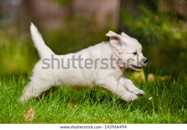 Golden Retriever Puppy Running Jumping Outdoors Stock Photo Edit