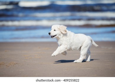 Golden Retriever Puppy Running On A Beach