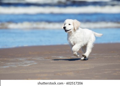 Golden Retriever Puppy Running On A Beach