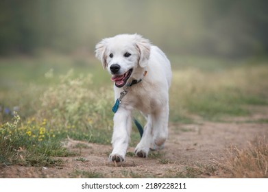 Golden Retriever Puppy Running In The Park