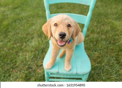 Golden Retriever puppy sits on a vintage chair outside in the yard