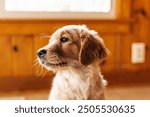 Golden retriever puppy sitting in front of a wood paneled wall 