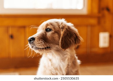 Golden retriever puppy sitting in front of a wood paneled wall  - Powered by Shutterstock