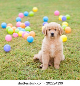 Golden Retriever Puppy Sitting In The Grass With The Colorful Balls On The Backside.