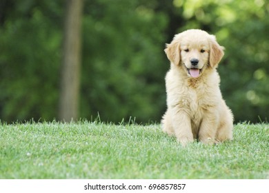 Golden Retriever Puppy Sitting Green Grass Stock Photo 696857857 ...