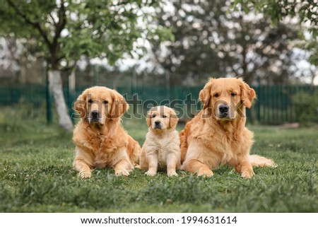 Golden Retriever puppy sitting near adult golden retriever dogs. Senior and puppy. 8 week old puppy. three dogs.