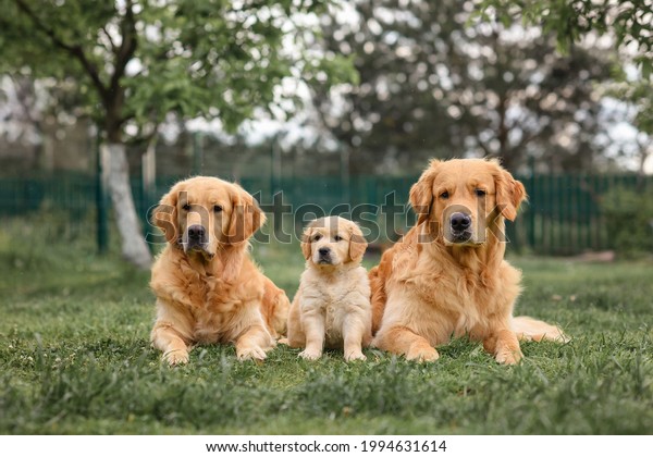 Golden Retriever\
puppy sitting near adult golden retriever dogs. Senior and puppy. 8\
week old puppy. three\
dogs.