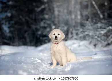 Funny Puppies Snow