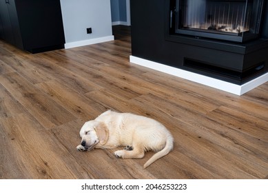 The golden retriever puppy sleeping on modern vinyl panels in the living room of the house, visible fireplace in the background.