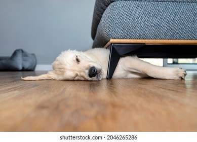 Golden Retriever Puppy Sleeping On Modern Vinyl Panels In Home Living Room Under Couch.